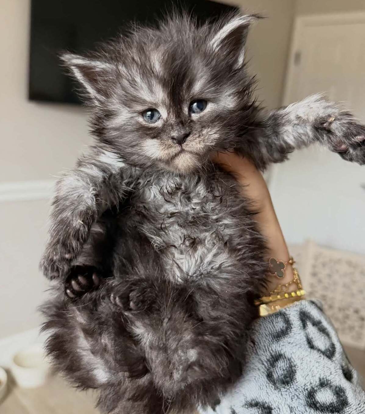 Cavalier King Charles Spaniel