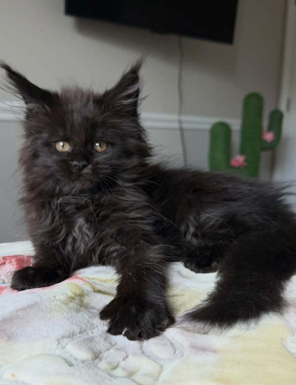Maine Coon Breeder in Philadelphia, Pennsylvania Maine Coon Breeders in Philadelphia, Pennsylvania